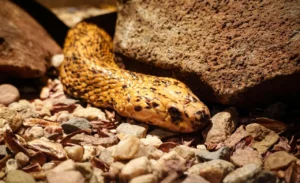 Trova un serpente in giardino: incredibile, ecco cosa è. Lo sapevi?