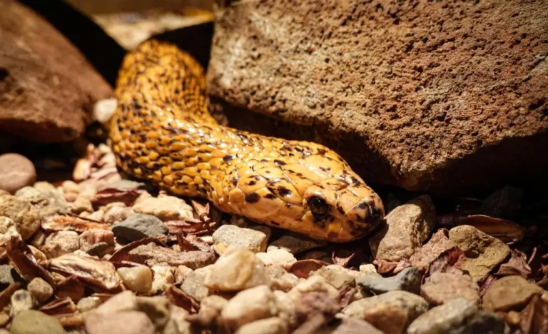 Trova un serpente in giardino: incredibile, ecco cosa è. Lo sapevi?