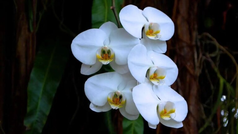 Come prendersi cura delle orchidee: i tre segreti del giardiniere esperto