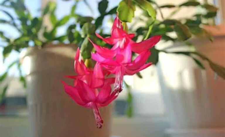 Come curare il cactus di Natale per averlo tutto l'anno? Ecco il trucco